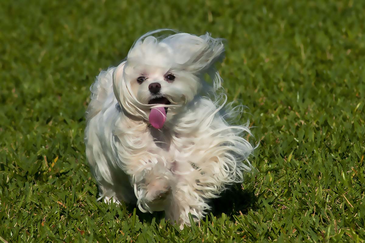Maltese pee on oriental rug