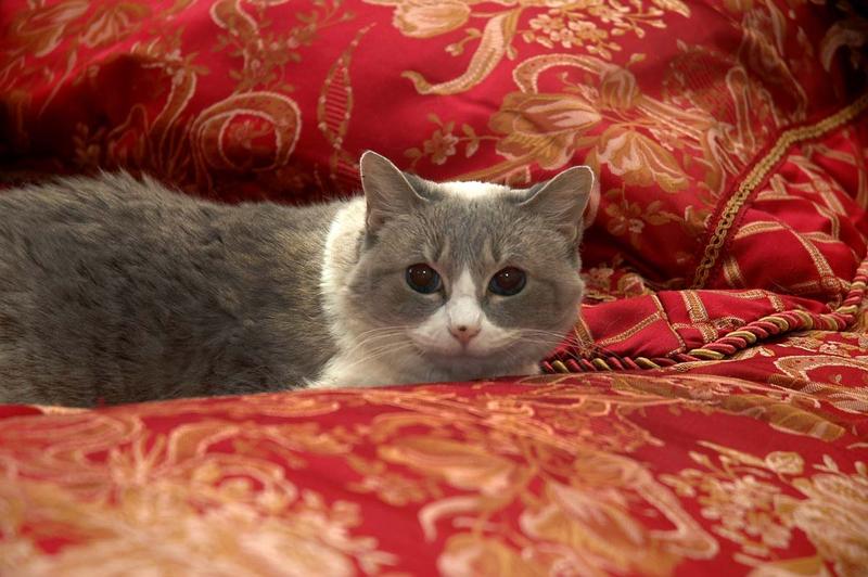 cat pee on Mattress. PetPeePee System Guarantee Urine Odor remove from mattress.  