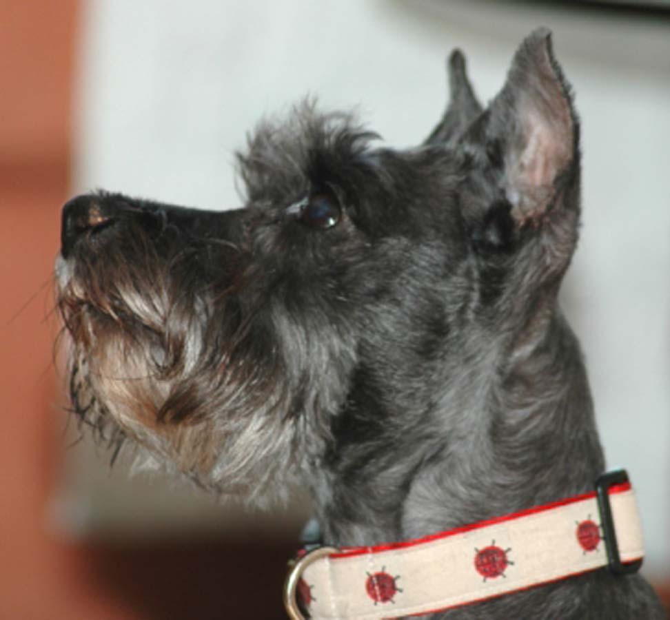 Smalle dog urine on Grout