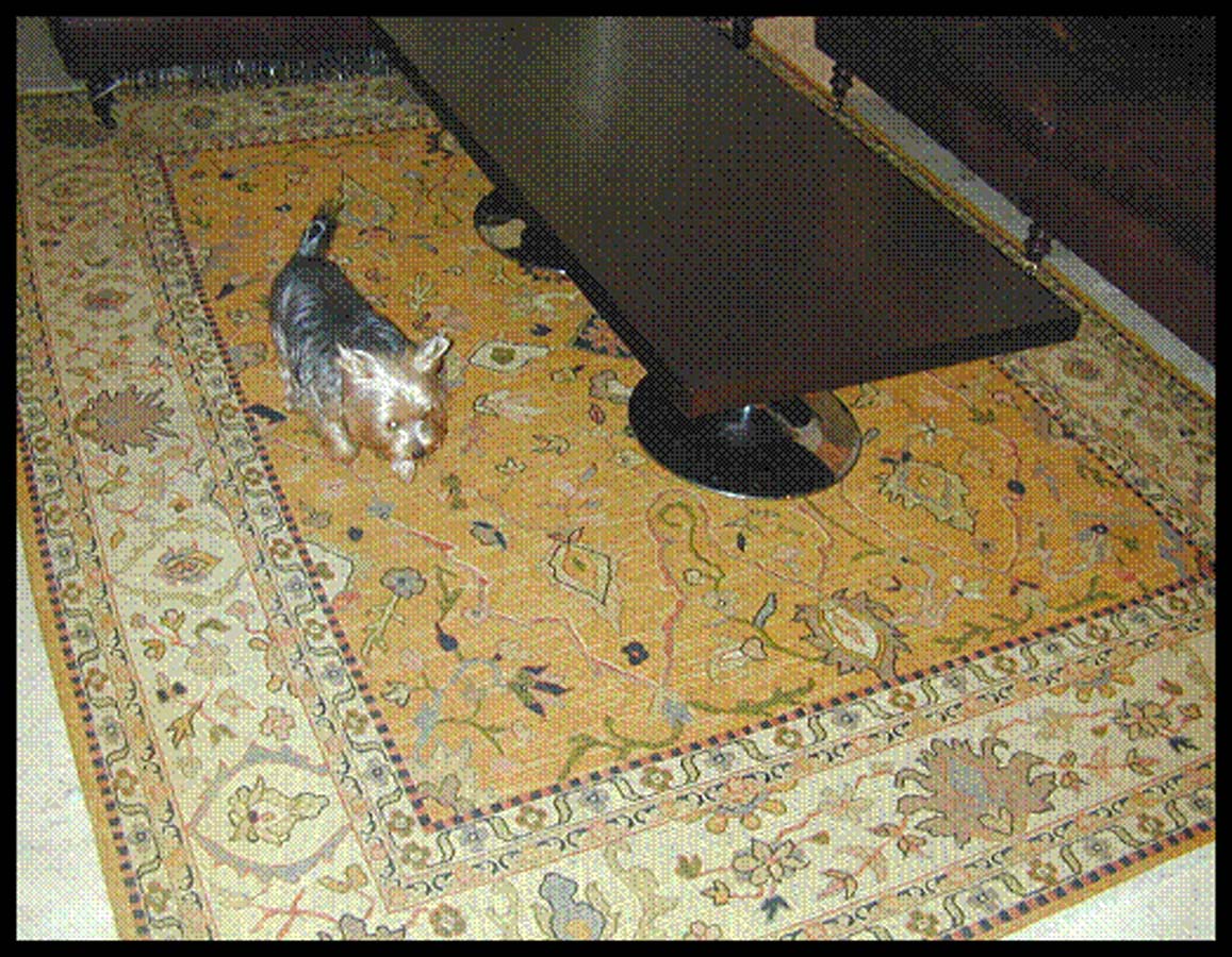 yorky pee on oriental rug