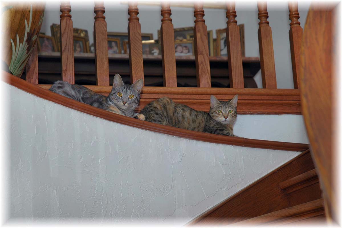 Cat urine odor on landing