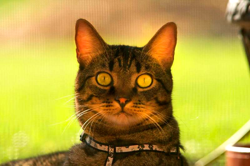 Cat Urine odor on Furnitur