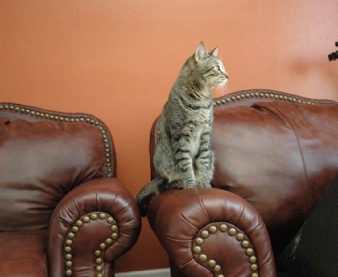 cat Pee on lather chir