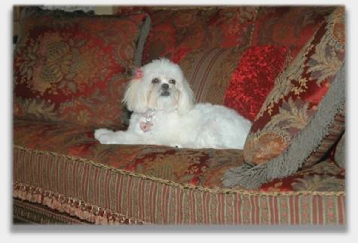 Maltese odor of urine on sofa,