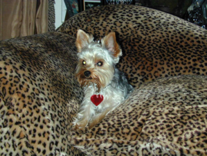 Yorky Urineted on Sofa