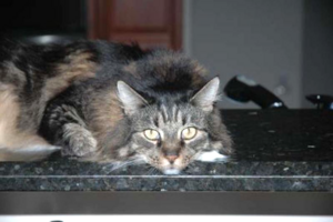 Wild Cat pee on my carpet