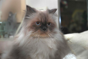 Blue eyes Cat urine odor Mattress,