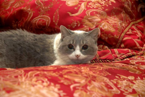 Cat urine on mattress