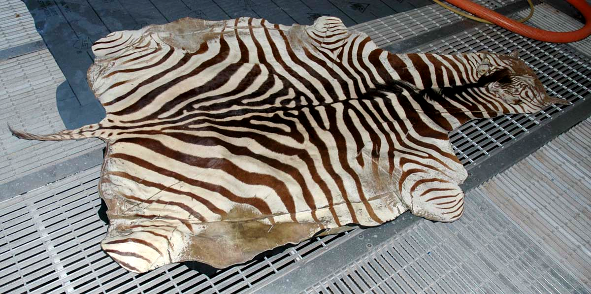 Lather rug or zebra skin the customer dog use it a back yard.  clean by Meir martin PetPeePee System100% urine odor removed.