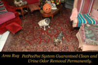 Yorkshire Terrier and Pug on 8x10 wool oriental rug customer from Wellington Florida clean by Meir martin PetPeePee system.